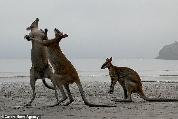 7018176-6461197-This_is_the_moment_a_brave_baby_wallaby_stepped_in_to_stop_two_b-a-1_1543969448498.jpg,0