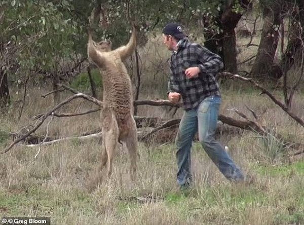 这很澳洲！男子手持啤酒与袋鼠互殴 视频在网上疯传（组图/视频） - 7