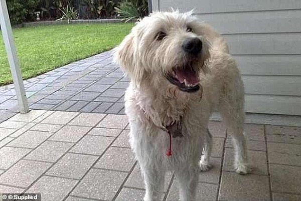 7363548-6490467-Nine_year_old_labradoodle_Stan_lost_almost_five_kilograms_and_re-a-51_1544681307226.jpg,0