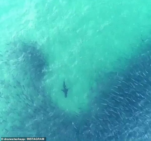 30只鲨鱼在悉尼海滩附近游弋！有时，你离它可能只有10米远...（组图） - 3