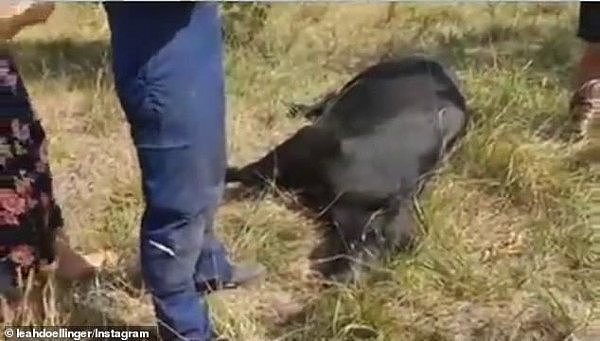 维州女子哀悼濒临死亡牲畜被警方强制逮捕！当事人：警告都没有（图/视频） - 3