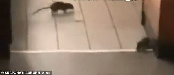 触目惊心！悉尼Oporto餐厅内惊现6只老鼠 网友直呼恶心（组图/视频） - 1