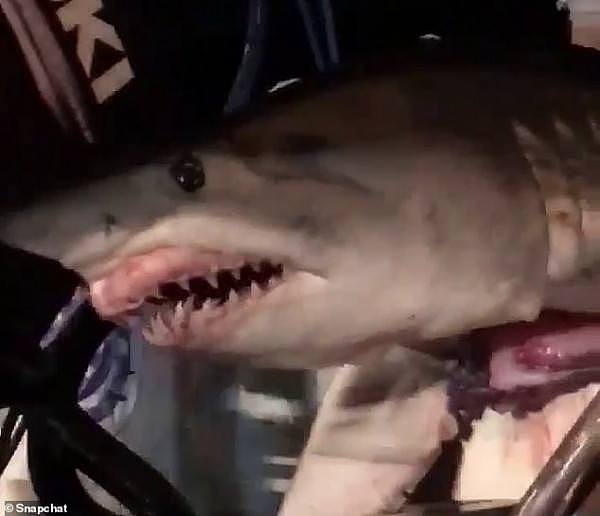 8857650-6620963-Shark_on_a_motorway_is_the_latest_in_a_spree_of_unconventional_s-m-24_1548203759738.jpg,0
