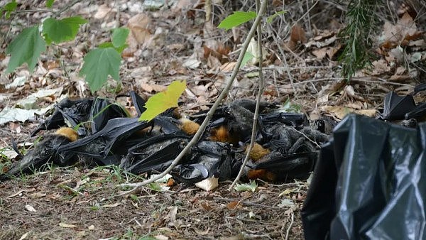 “横尸遍野”！澳洲大量狐蝠死亡！保护组织：从来没见过这样的场景（组图） - 1