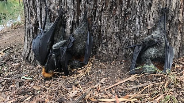 “横尸遍野”！澳洲大量狐蝠死亡！保护组织：从来没见过这样的场景（组图） - 5