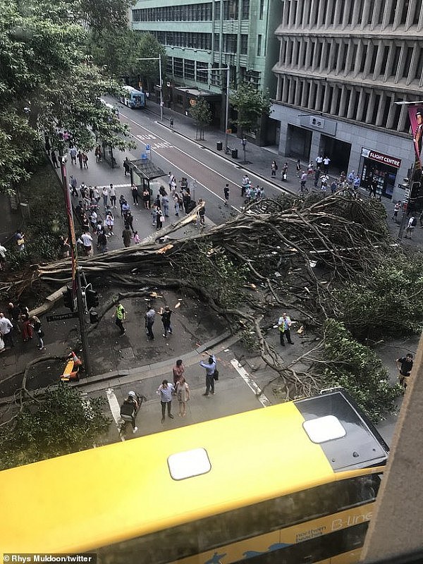 悉尼CBD封路！大树倒在繁忙十字路口，一人受伤！交通停顿行人避让（组图） - 1