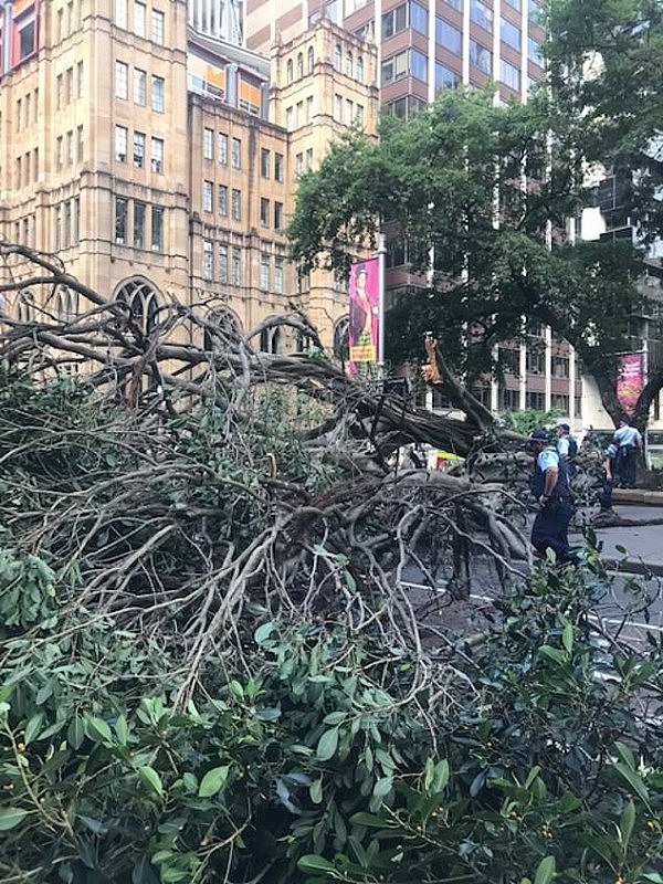 悉尼CBD封路！大树倒在繁忙十字路口，一人受伤！交通停顿行人避让（组图） - 2