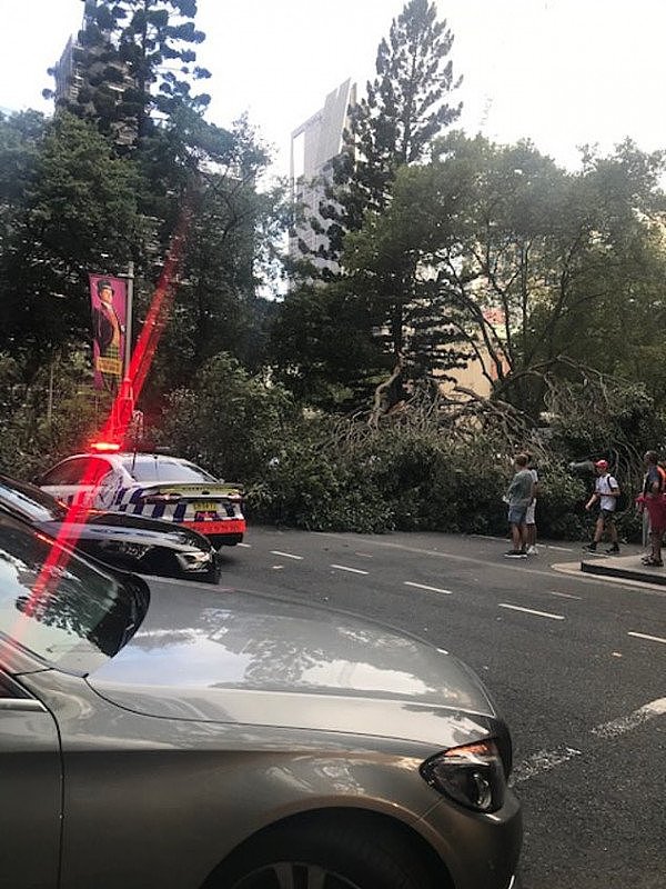 悉尼CBD封路！大树倒在繁忙十字路口，一人受伤！交通停顿行人避让（组图） - 3