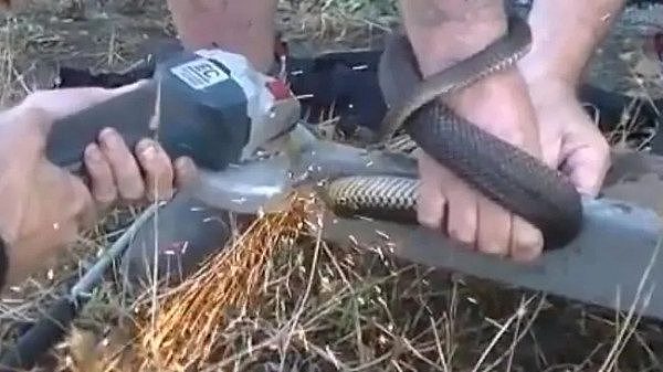 澳大利亚毒蛇被金属环卡住！捕蛇人用角磨机将其解救（视频/组图） - 3