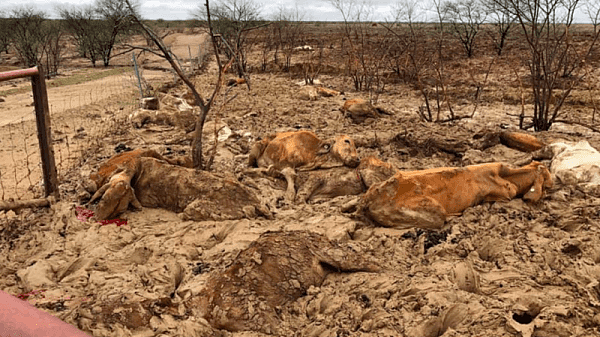 澳有史以来最大的家畜灾难！成千上万头牛死亡 牧场主们叫苦不迭（组图） - 3