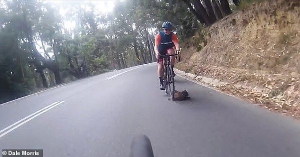 澳洲四名骑手连环追尾 部分骑手骨折 肇事者竟是一只猫（视频/图） - 1