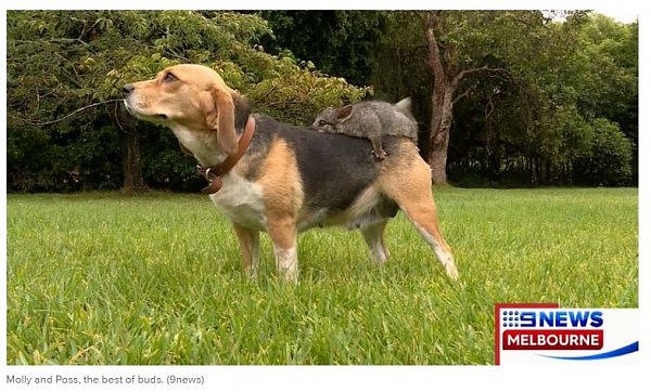 澳洲小猎犬“收养”小负鼠 两只不同物种的亲密关系（图） - 1