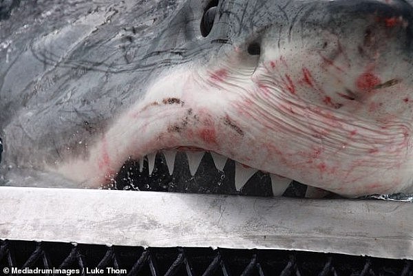 震撼！澳男近距离为5米白鲨“拍写真”！血盆大口，尖牙霸屏（组图） - 2