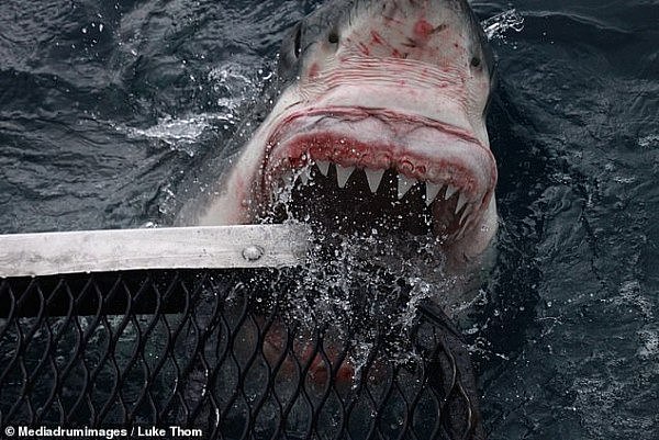 震撼！澳男近距离为5米白鲨“拍写真”！血盆大口，尖牙霸屏（组图） - 3