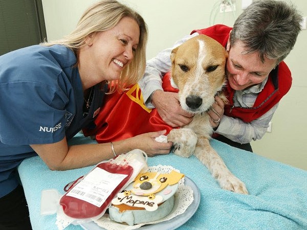宠物献血也可以拯救生命！澳洲一兽医医院呼吁宠物主人带宠物前往献血（组图） - 1