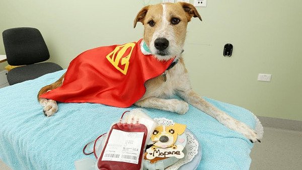 宠物献血也可以拯救生命！澳洲一兽医医院呼吁宠物主人带宠物前往献血（组图） - 2