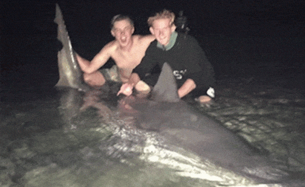 胆真大！澳teenager与大鲨鱼搏斗近5小时 最终成功将其捕获（组图） - 3