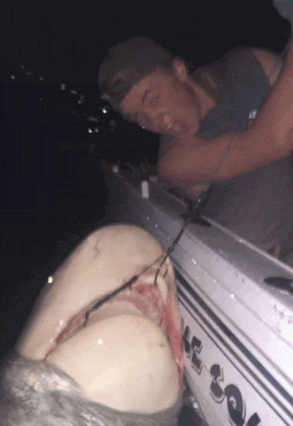 胆真大！澳teenager与大鲨鱼搏斗近5小时 最终成功将其捕获（组图） - 2