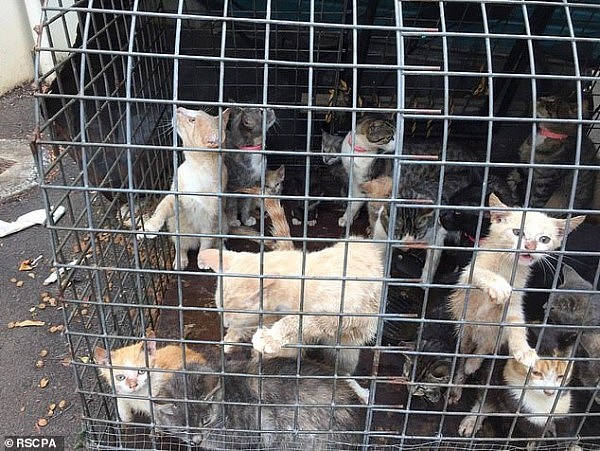 痛心！几十只猫被发现被扔在澳洲街头 动物协会：负担不起就不要养（组图） - 3