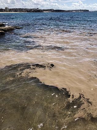 悲剧！澳知名海滩惊漂“动物死尸” 或与海水中的神秘物质有关（组图） - 3