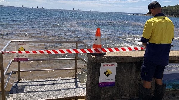 悲剧！澳知名海滩惊漂“动物死尸” 或与海水中的神秘物质有关（组图） - 6