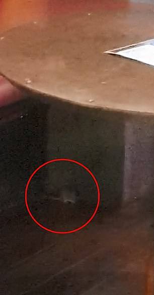 澳男子亚洲餐馆内就餐时发现老鼠！网友表示：见怪不怪…（视频/图） - 1