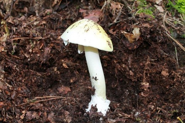 death-cap-mushroom.jpg,0