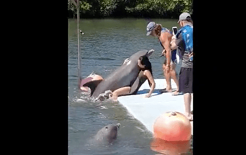 尴尬！女游客腿开开 竟遭海豚出水