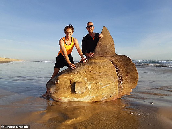震惊！澳渔民在废弃海滩上捕到庞然大物！外形丑陋呆萌“似木头”（组图） - 2