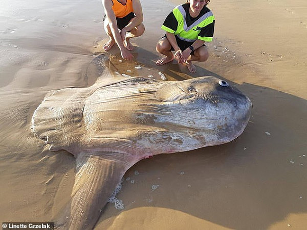 震惊！澳渔民在废弃海滩上捕到庞然大物！外形丑陋呆萌“似木头”（组图） - 3
