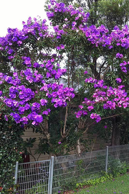 下周六！悉尼人可免费领取盆栽果树，包含华人区！紫薇栀子花蓝花楹，喜欢就拿（组图） - 6