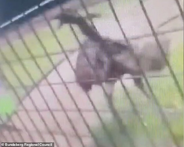 痛心！澳男孩为取乐虐待动物 爬进动物园围栏对其进行“攻击”（组图/视频） - 2