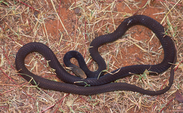 恐怖！澳一男子在住所遇剧毒黑鞭蛇 不幸被其咬伤（图） - 2