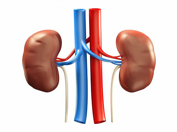 human-kidneys--medical-3d-illustration-533751642-5a342853ec2f6400377afa20.jpg,0