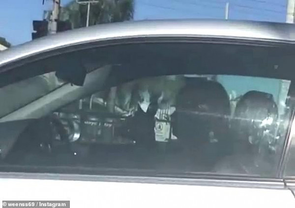 这很澳洲！澳女司机驾车竟带了一名“特殊乘客”，警方表示注意被罚款（视频） - 1
