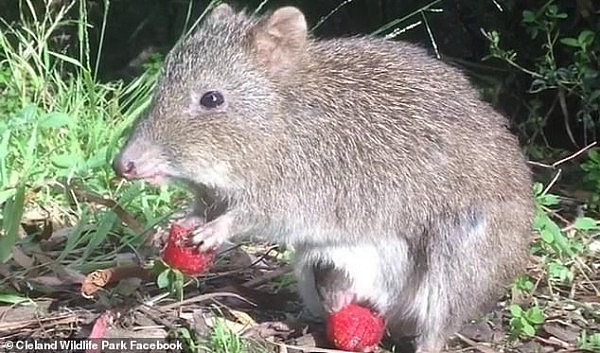 12368810-6930265-A_baby_potoroo_can_be_seen_sneaking_out_of_his_mother_s_pouch_to-a-25_1555467781608.jpg,0