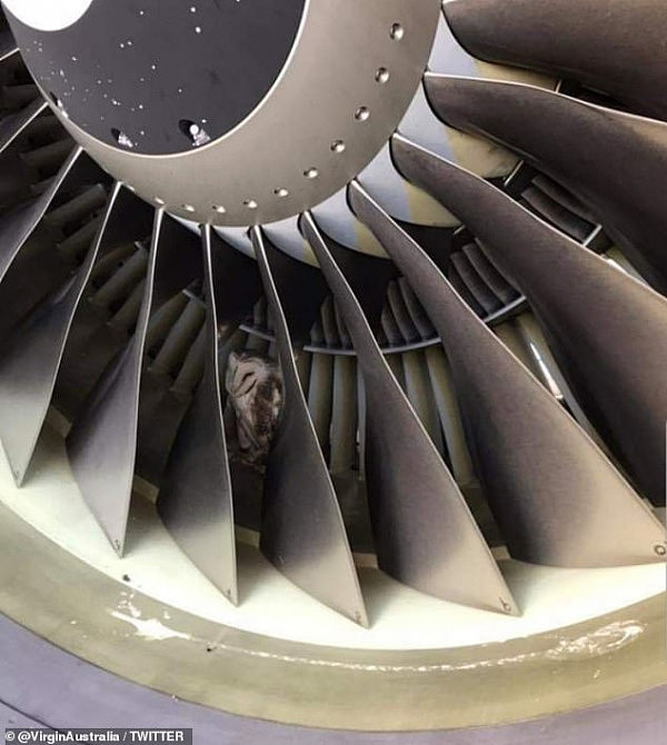 悉尼机场飞机引擎惊现猫头鹰，飞行员吓坏了...（组图） - 3