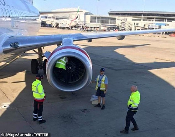 悉尼机场飞机引擎惊现猫头鹰，飞行员吓坏了...（组图） - 4
