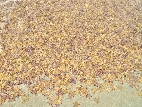 成千上万海星被冲上墨尔本海滩，场面之壮观，引无数人观看（组图） - 1