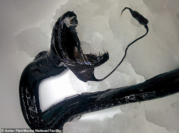 深海怪兽！澳洲探险队揭秘海底4千米惊人发现（视频/组图） - 1