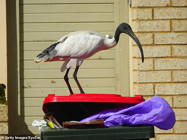 悉尼癌症少女拯救垃圾鸟 网友却骂她“去死吧！