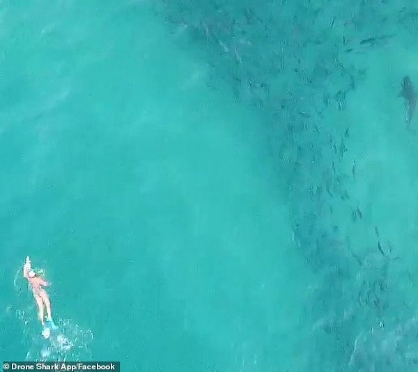 海滩变鲨滩！又有鲨鱼在Bondi海滩附近“跟踪”冲浪者 无人机拍下惊险一刻（视频/图） - 1