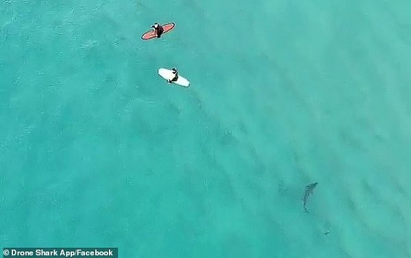海滩变鲨滩！又有鲨鱼在Bondi海滩附近“跟踪”冲浪者 无人机拍下惊险一刻（视频/图） - 2