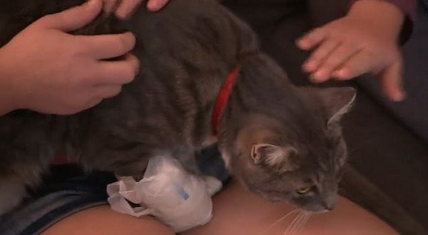 恐怖！澳一家猫被弓箭恶意击穿前腿，伤势严重，家人当场吓晕（组图/视频） - 2