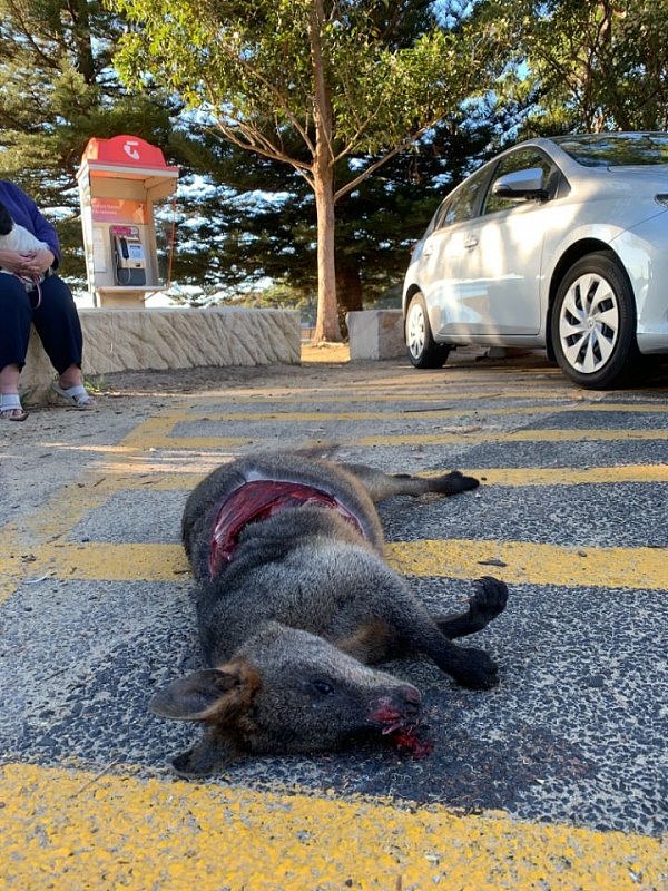 血腥慎入！悉尼停车场惊现死袋鼠！伤口巨大，白骨清晰可见，险些头身分离！（组图） - 2