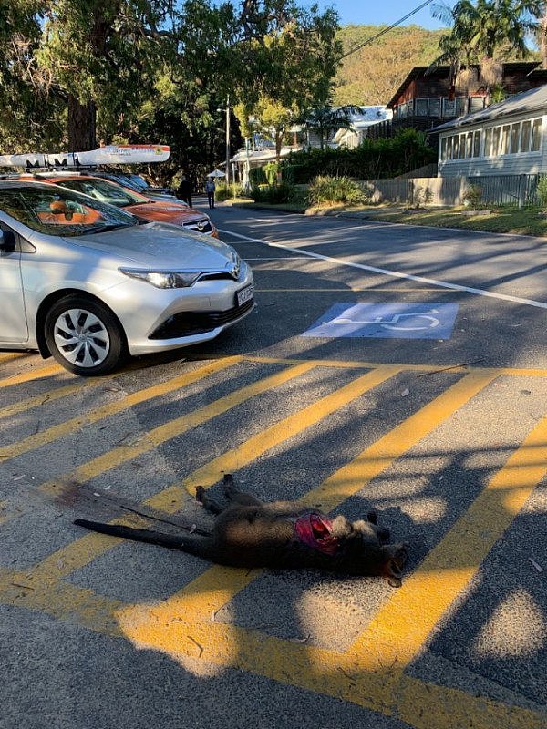 血腥慎入！悉尼停车场惊现死袋鼠！伤口巨大，白骨清晰可见，险些头身分离！（组图） - 3