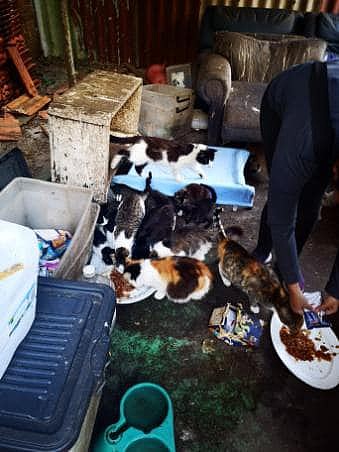 悉尼车库发现40多只猫咪！无人领养只能等待安乐死（图） - 3