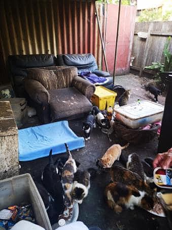 悉尼车库发现40多只猫咪！无人领养只能等待安乐死（图） - 2