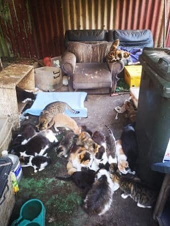 悉尼车库发现40多只猫咪！无人领养只能等待安乐死（图） - 1