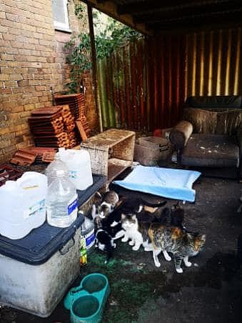 悉尼车库发现40多只猫咪！无人领养只能等待安乐死（图） - 4